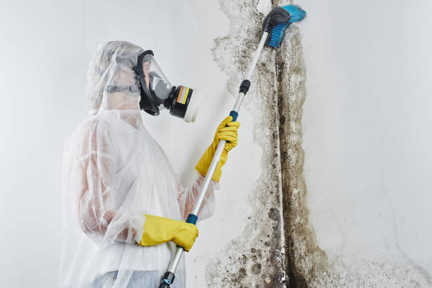 Best Bathroom Mold Remediation in Mcelhattan, PA