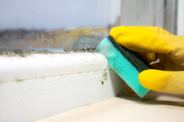Best Industrial Mold Remediation in Mcelhattan, PA
