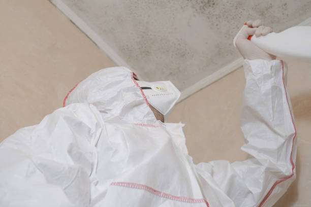 Best Insurance-Related Mold Remediation in Mcelhattan, PA