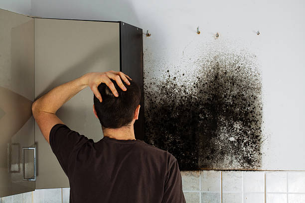 Best Health and Safety Mold Remediation in Mcelhattan, PA